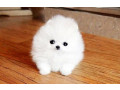 pomeranian-puppies-available-for-free-small-0