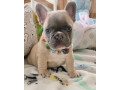 french-bulldog-puppies-available-for-free-adoption-small-0