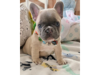 French bulldog puppies available for free adoption