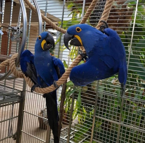 cute-male-and-female-hyacinth-macaw-parrots-for-sale-big-0