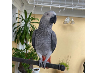 Talking African Grey Parrots Available Now For Adoption