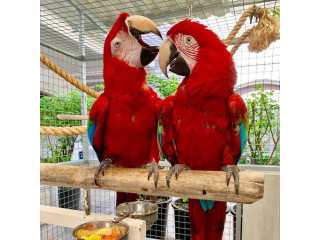 Adorable greenwing macaw parrots