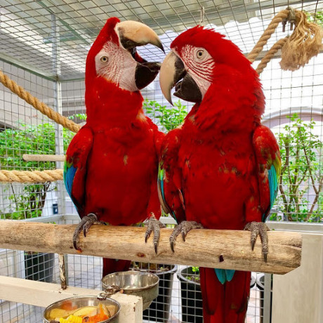 adorable-greenwing-macaw-parrots-big-0