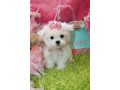 super-adorable-teacup-maltese-puppies-small-0