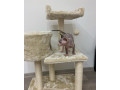 beautiful-sphinxlair-cat-looking-for-her-forever-at-home-small-0