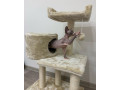 beautiful-sphinxlair-cat-looking-for-her-forever-at-home-small-2