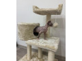 beautiful-sphinxlair-cat-looking-for-her-forever-at-home-small-1