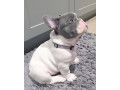 french-bulldog-male-and-female-now-available-for-a-new-home-small-0