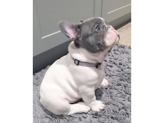 French Bulldog male and female now available for a new home