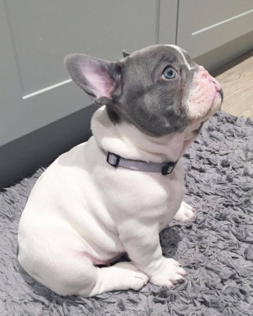 french-bulldog-male-and-female-now-available-for-a-new-home-big-0