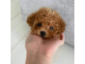 beautiful-teacup-poodle-puppies-available-male-and-female-small-1