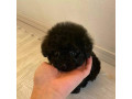 beautiful-teacup-poodle-puppies-available-male-and-female-small-0