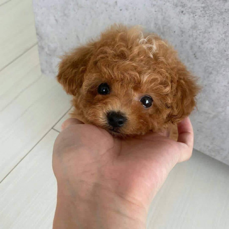 beautiful-teacup-poodle-puppies-available-male-and-female-big-1