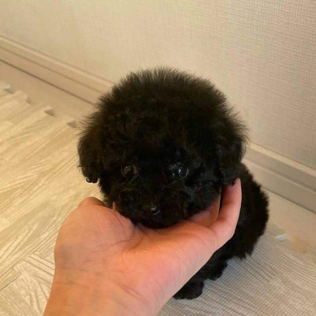 beautiful-teacup-poodle-puppies-available-male-and-female-big-0