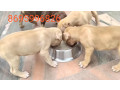 dog-sale-online-home-delivery-small-1