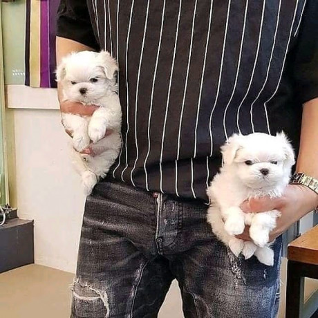 maltese-puppies-big-1