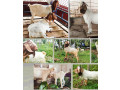 boer-goats-adults-and-kids-50-not-9916672339-small-0