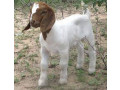 boer-goats-adults-and-kids-50-not-9916672339-small-3