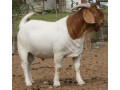 boer-goats-adults-and-kids-50-not-9916672339-small-2