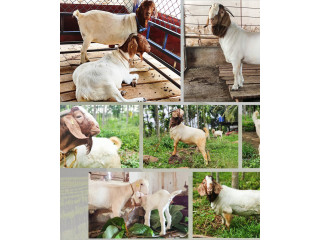 Boer Goats adults and kids 50 not 9916672339