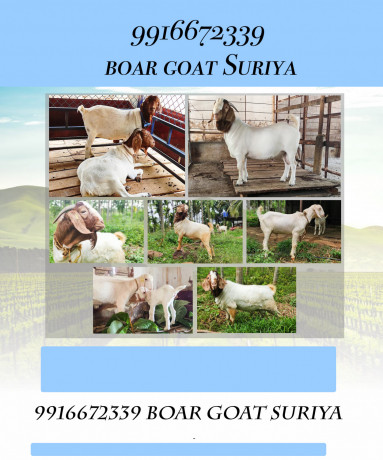 boer-goats-adults-and-kids-50-not-9916672339-big-1