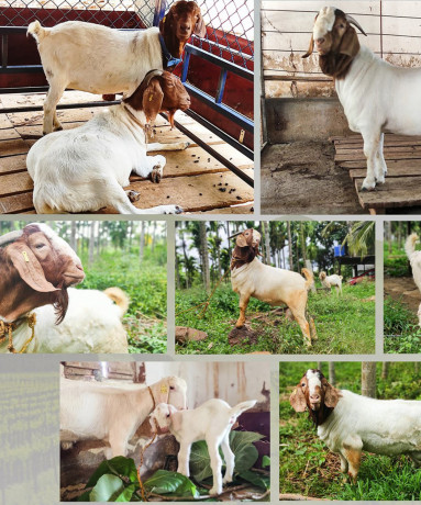 boer-goats-adults-and-kids-50-not-9916672339-big-0