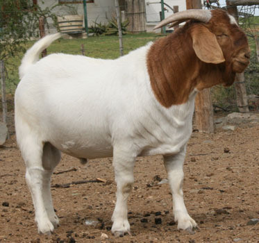 boer-goats-adults-and-kids-50-not-9916672339-big-2