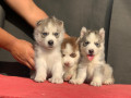 siberian-husky-puppy-small-0
