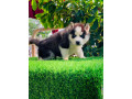 siberian-husky-puppies-for-sale-small-2