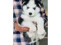 siberian-husky-puppies-for-sale-small-0