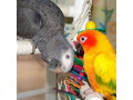 lovebirds-parrots-and-parrot-eggs-available-small-0