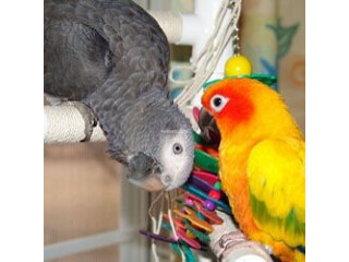 Lovebirds, parrots and parrot eggs available