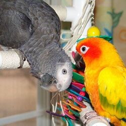 lovebirds-parrots-and-parrot-eggs-available-big-0
