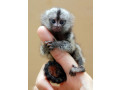 adorable-marmoset-monkeys-for-sale-small-0