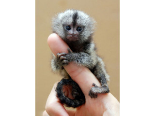 Adorable Marmoset Monkeys for sale