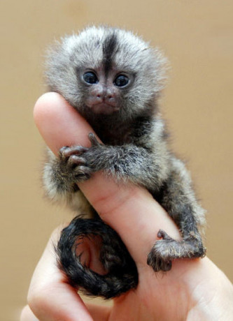 adorable-marmoset-monkeys-for-sale-big-0