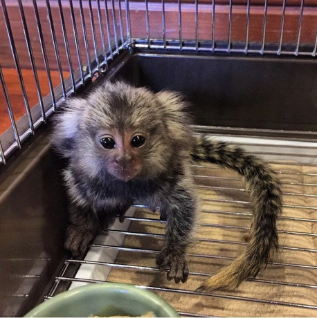 adorable-marmoset-monkeys-for-sale-big-1