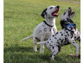 amazing-dalmatian-puppies-for-sale-small-0