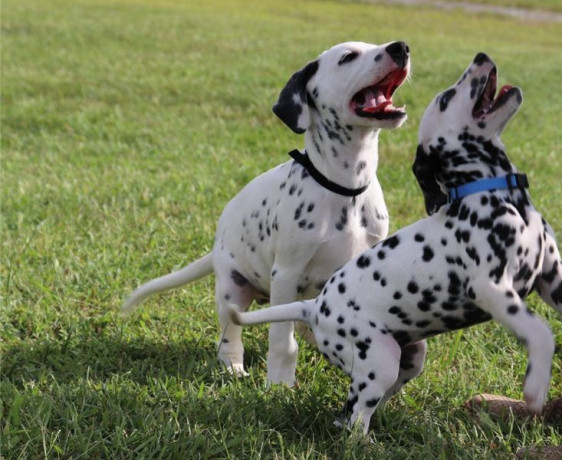amazing-dalmatian-puppies-for-sale-big-0