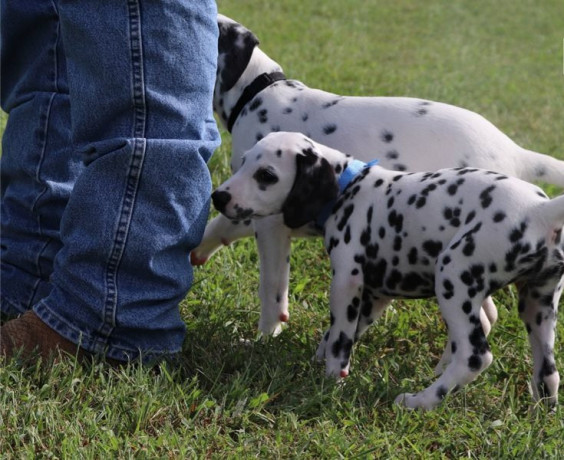 amazing-dalmatian-puppies-for-sale-big-1