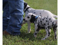 purebred-dalmatian-puppies-small-1