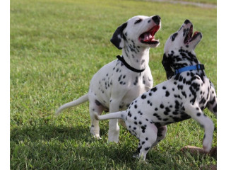 Purebred Dalmatian puppies