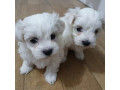 healthy-male-and-female-maltese-puppies-looking-for-a-good-home-small-0