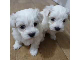 Healthy Male and Female Maltese puppies looking for a good home.
