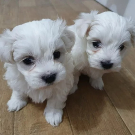 healthy-male-and-female-maltese-puppies-looking-for-a-good-home-big-0