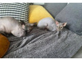 sphinx-kittens-small-1