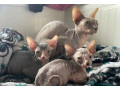 sphinx-kittens-small-2