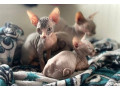 sphinx-kittens-small-4
