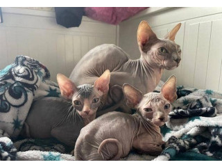 Sphinx kittens