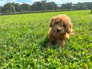 BICHAPOO Axel F1B for sale in USA